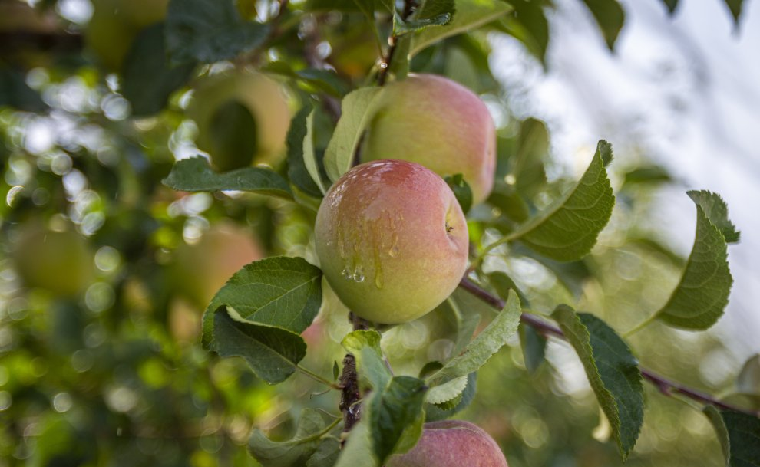 RUTA DE LA MANZANA EN BURGO DE OSMA